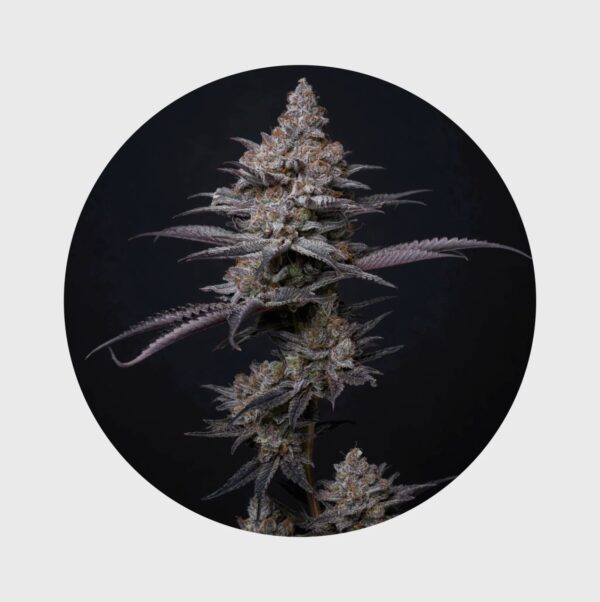 Cali Genetics Blueberry Bubba 21% THC - fast flowering