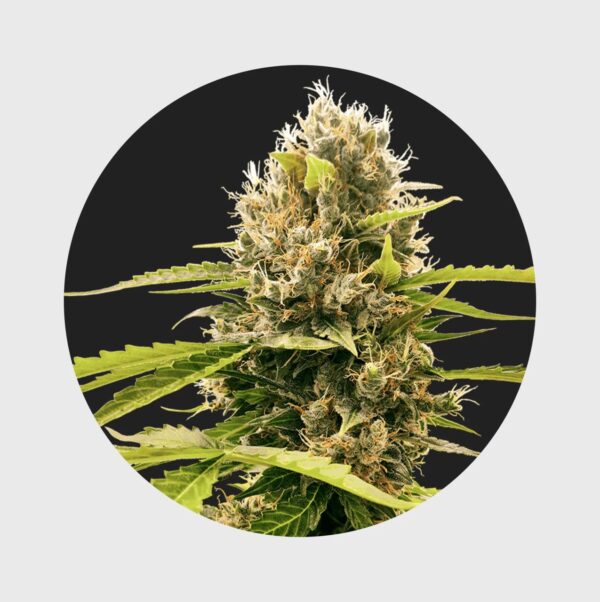 Legendary Cali Genetics Seeds Cream Mandarine 18% THC - auto flowering