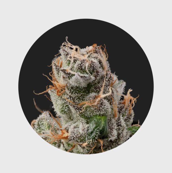 Cali Genetics GMO Rootbeer 33% THC - fast flowering