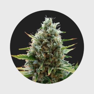 Cali Genetics Papaya 27% THC - fast flowering