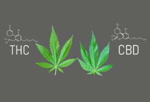 Was ist der Unterschied zwischen CBD und THC?